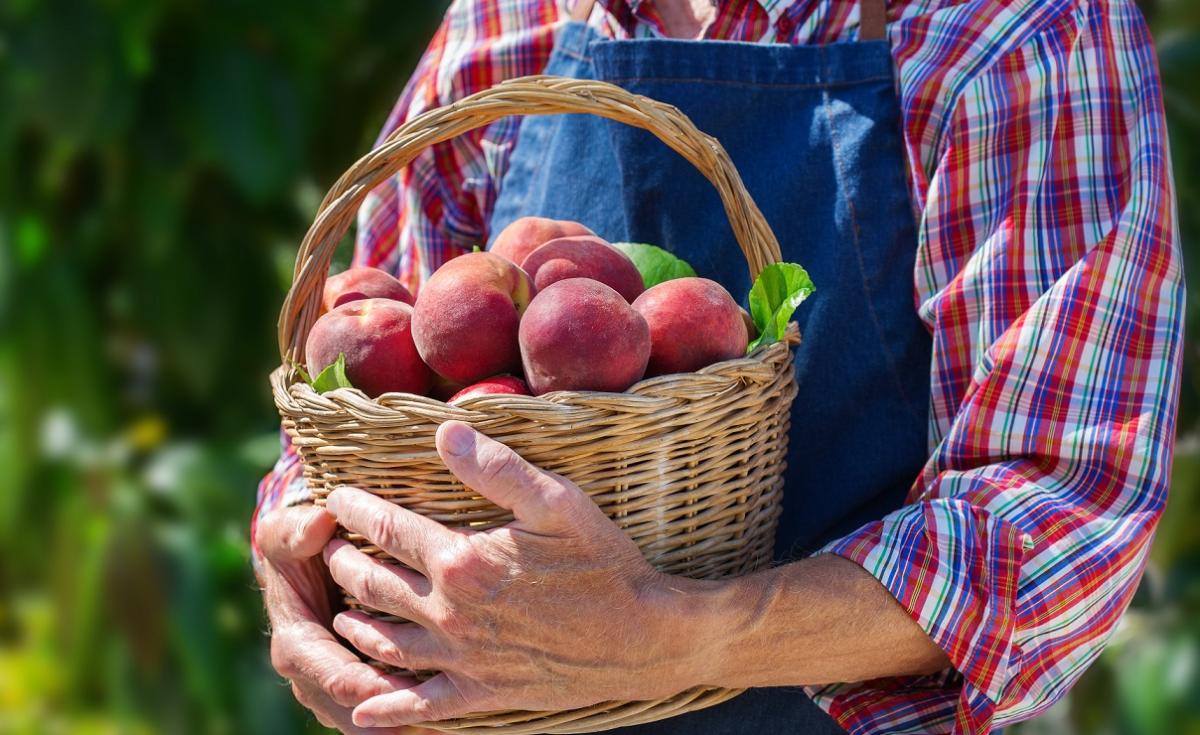 El paro cae por la recogida de la fruta de hueso en diferentes zonas productoras del pas