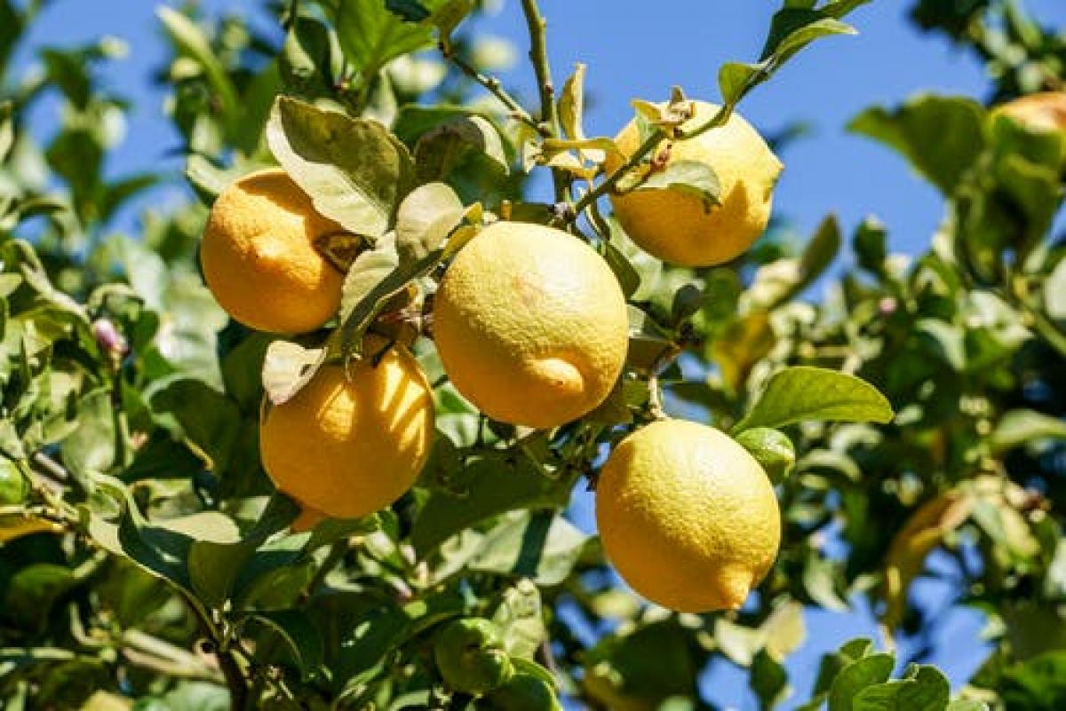 Limonero