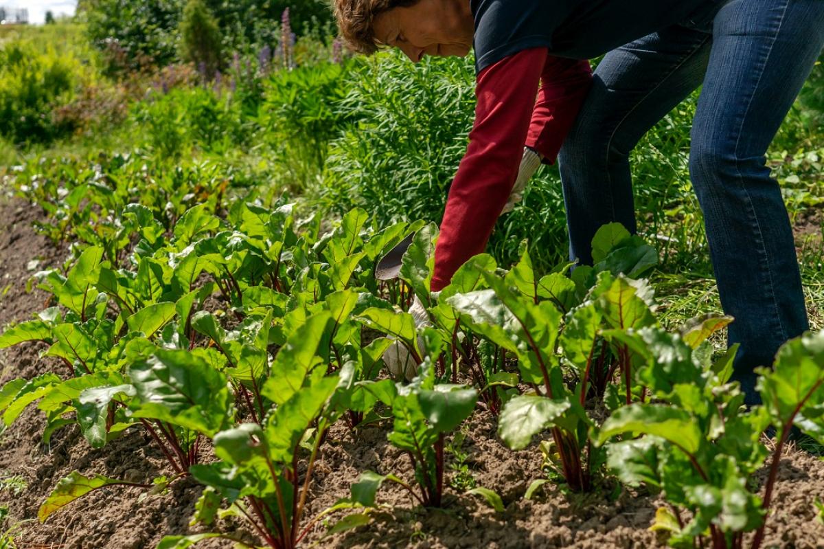 Trabajan en el campo espaol 179.200 mujeres y 574.000 hombres