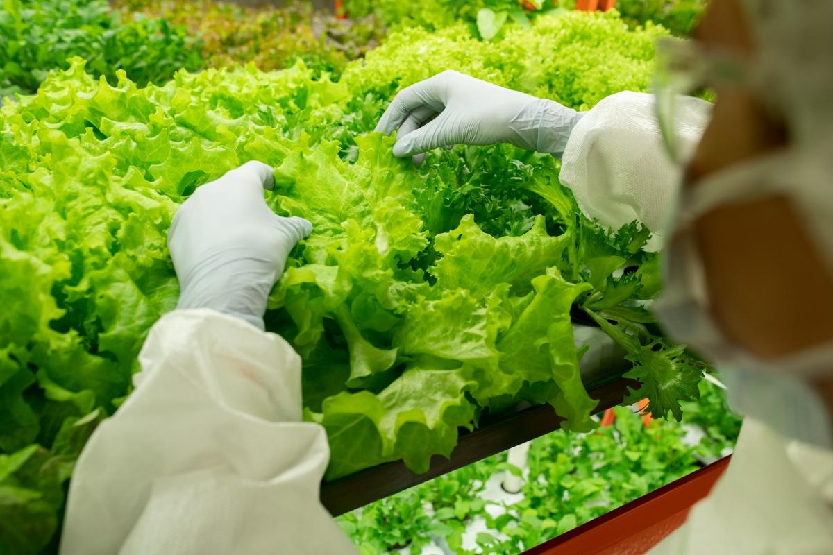 A Verdifresh no le parece suficiente que la plantilla trabaje de lunes a sbado