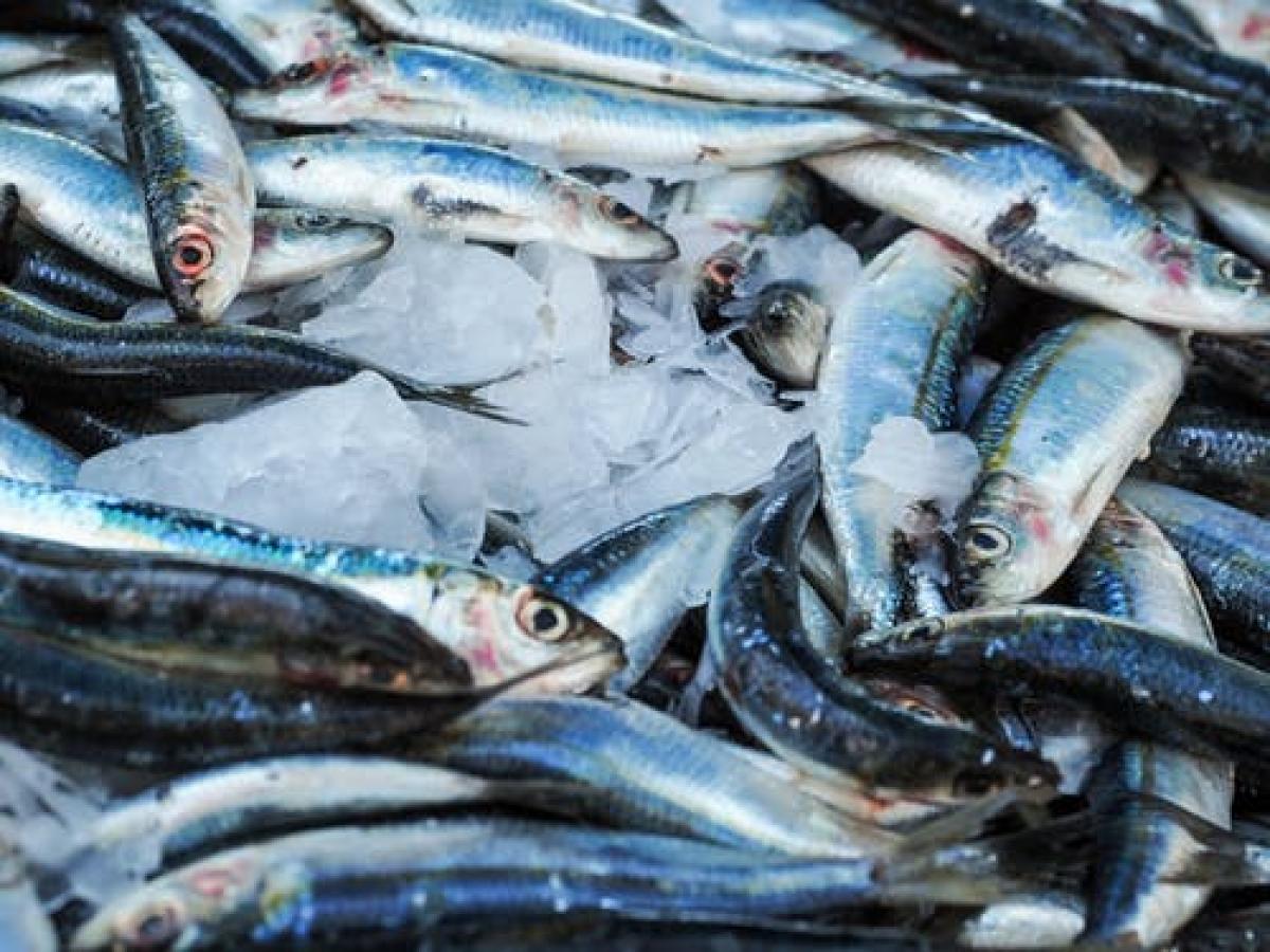 Pescado fresco (imagen de Pexels)