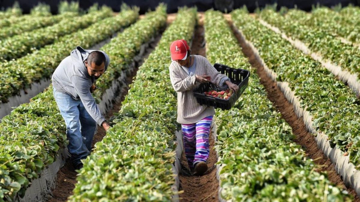 El sector agrario es uno de los que han registrado una mayor reduccin porcentual del desempleo
