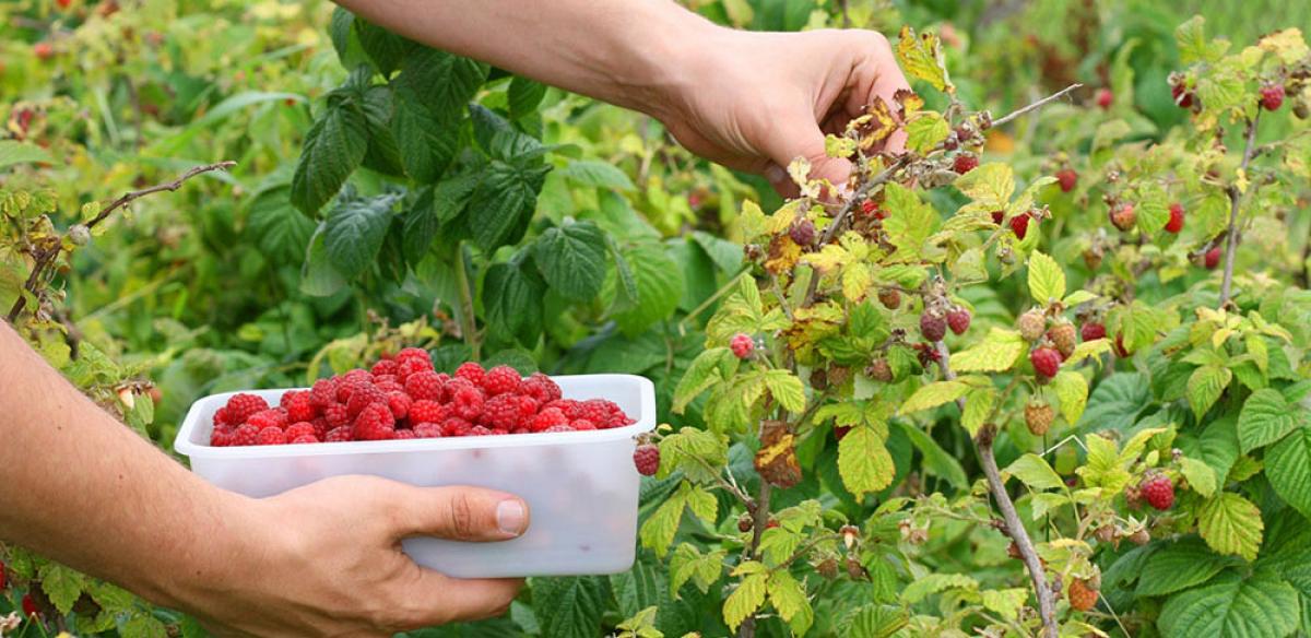 El descenso del paro se produjo por la campaa de la fresa y de los frutos rojos