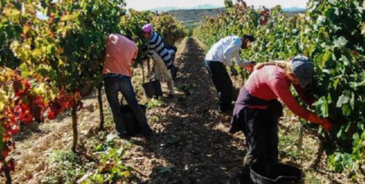 El sindicato defiende impulsar la contratacin fijo-discontinua en el campo