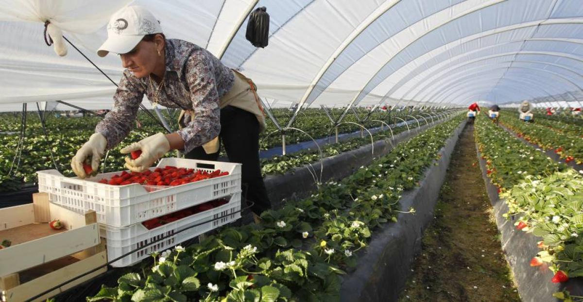 En los ltimos doce meses se produjo un dbil descenso del paro agrario