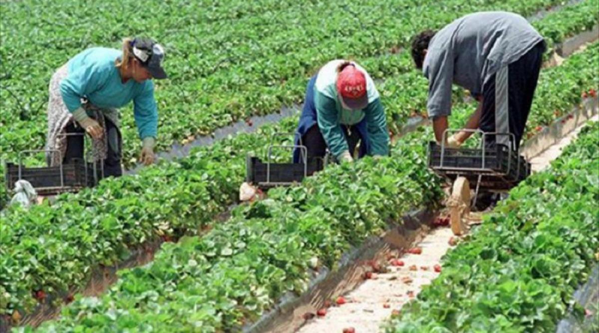 El empleo agrario se caracteriza por la temporalidad, que llega al 63% en el caso de los hombres y al 70% en el de las mujeres