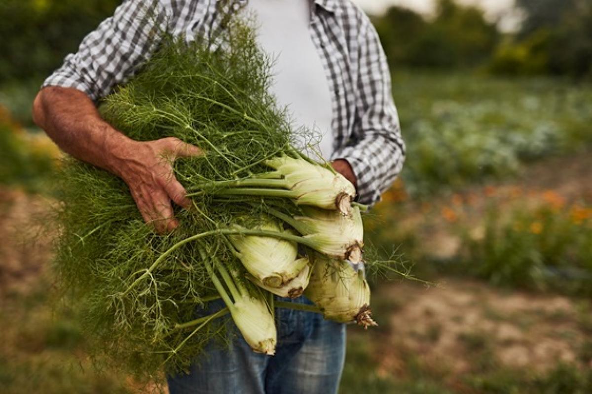 Reduccin del paro agrario