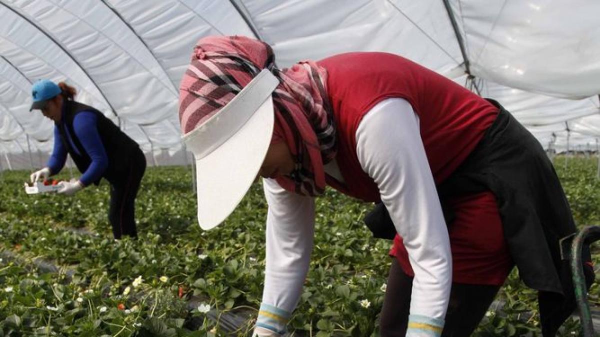 8.032 personas encontraron trabajo por el inicio de la campaa de la fruta de temporada y de hueso