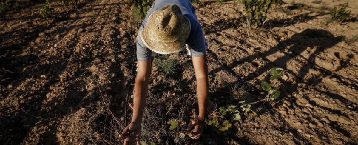 El Gobierno discrimina a los trabajadores y trabajadoras afectados por la sequa que no son de Extremadura y Andaluca