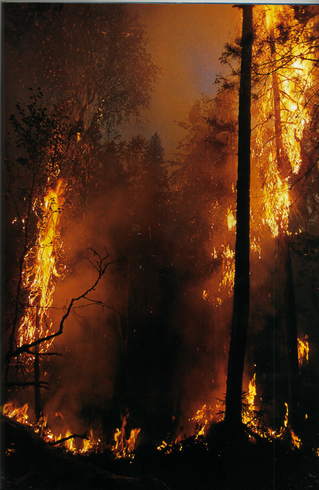 Patrimonio forestal en riesgo