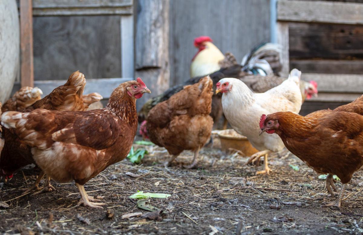 gallinas