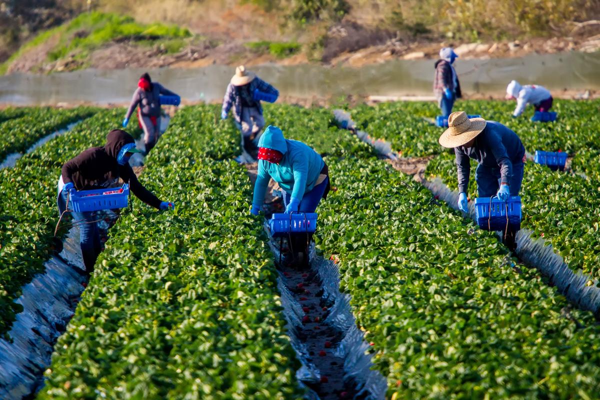 Trabajadores y trabajadoras agrcolas en un campo de fresas