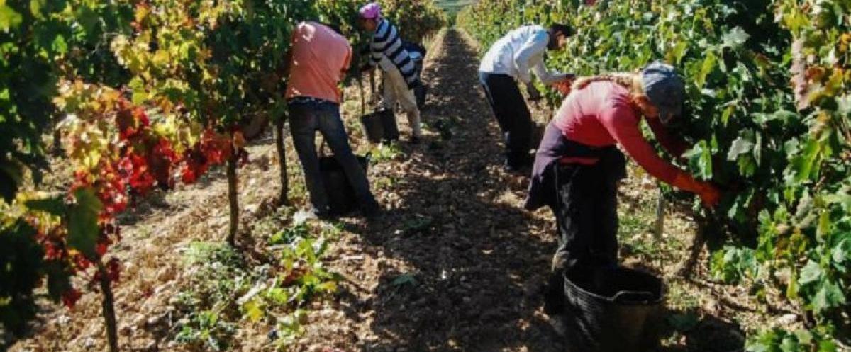 La sequa podra provocar la prdida de 5,5 millones de jornales en todo el Estado